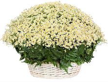 Цветочная композиция из Ромашки в корзине #REPLACE_PRED# Харовске